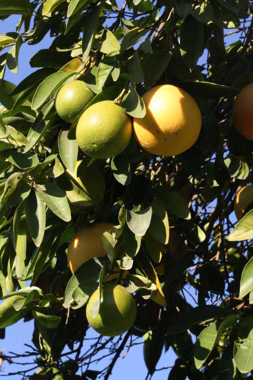            Fruit (Riverside, CA)   